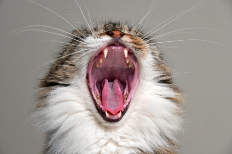 Katzen erkennen ihren Namen, reagieren aber meist einfach nicht