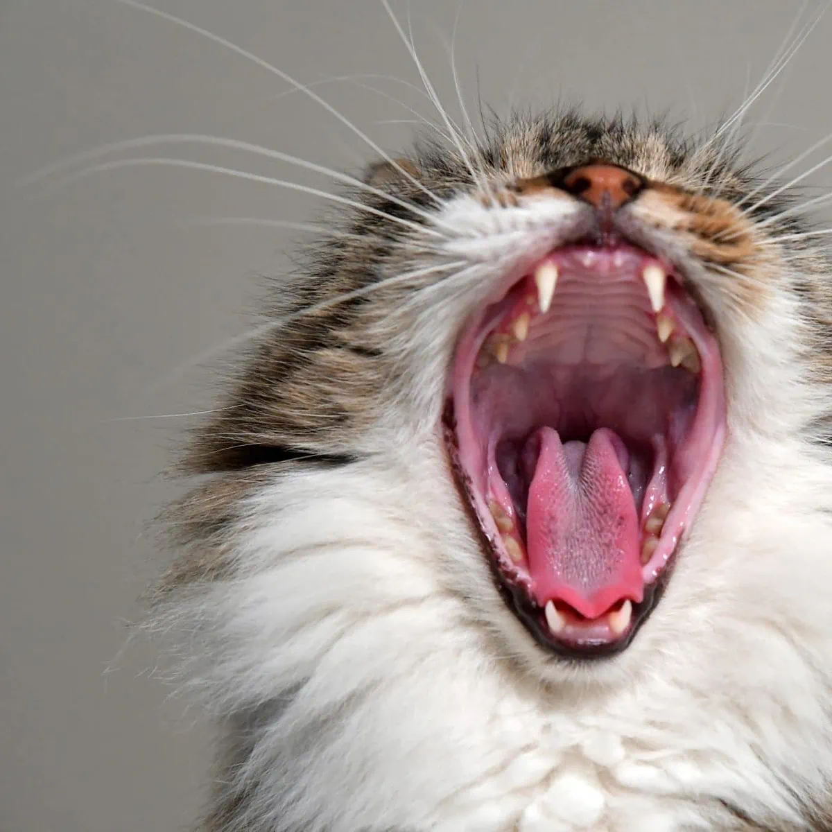 Katzen erkennen ihren Namen, reagieren aber meist einfach nicht