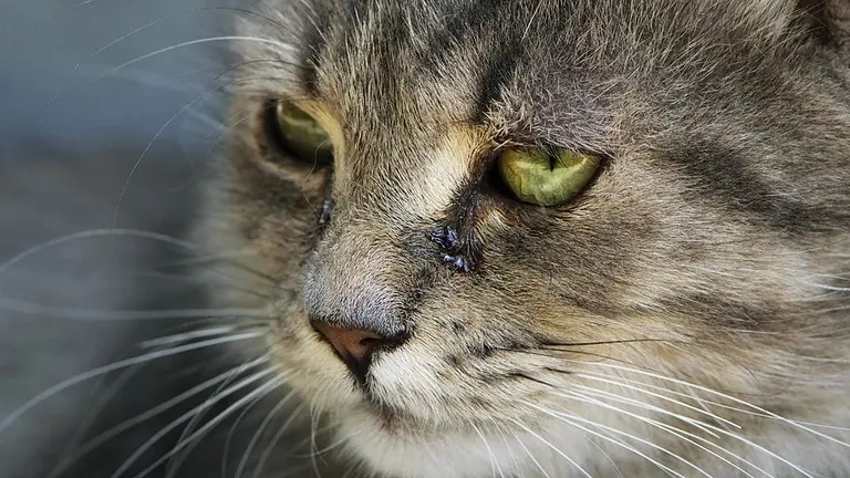 Können Katzen weinen?