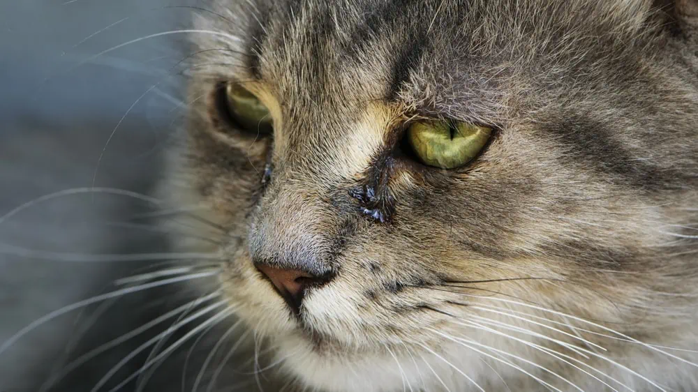 Können Katzen weinen?