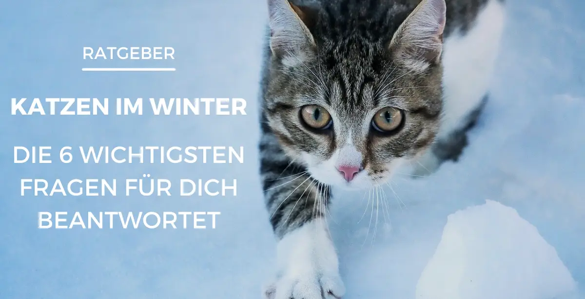 Katze Im Winter Nachts Draußen