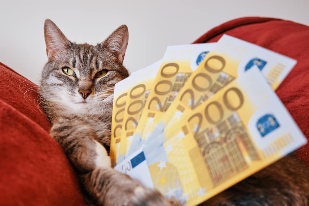 Kosten Krankenversicherung Katze