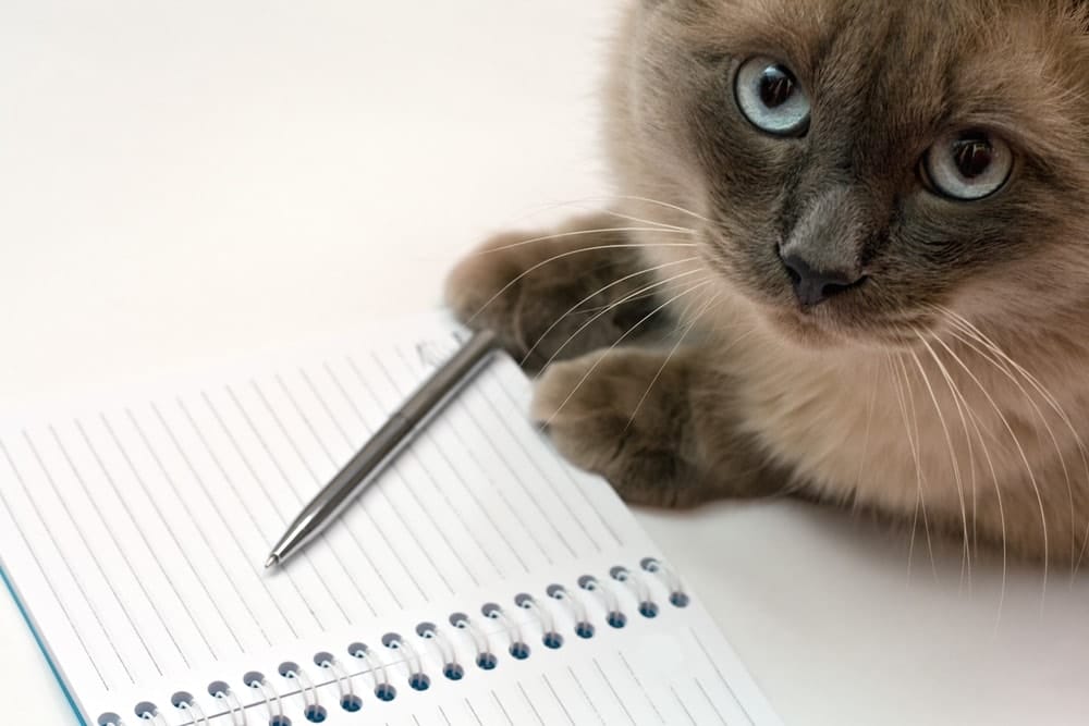Kriterien Katzenfutter Test