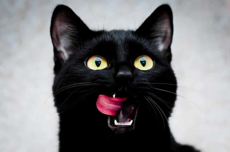 6 kuriose Stories über Katzen – Einfach unglaublich!