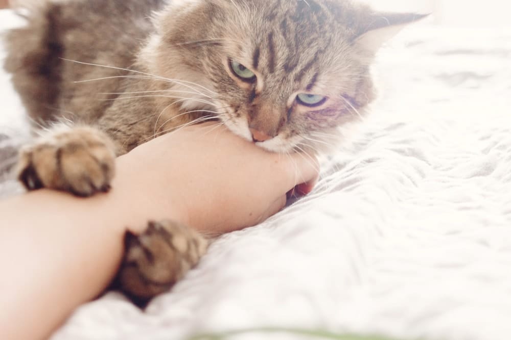 Eine Katze zeigt ihre Zuneigung zum Menschen durch den Katzenbiss
