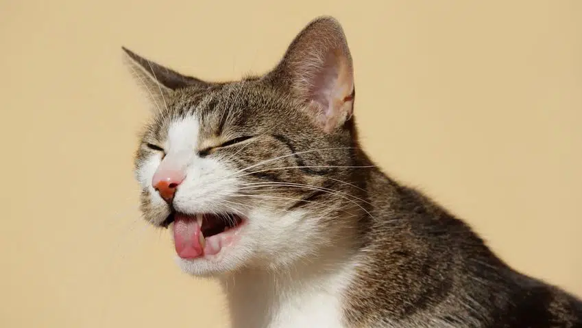Magenprobleme Katze keinen Hunger