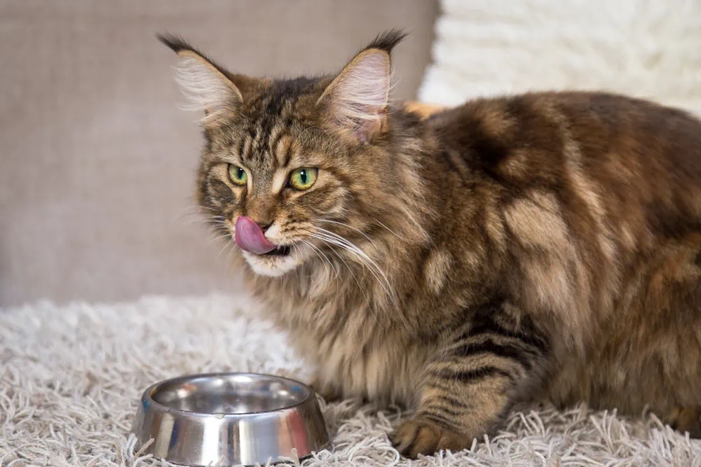 Maine Coon Futter