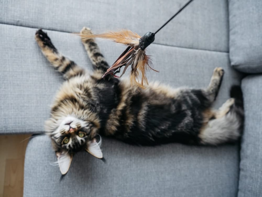 Maine Coon Beschäftigung