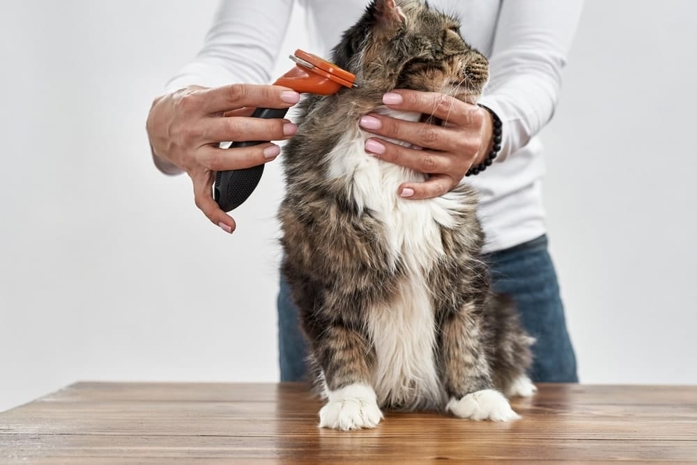 Maine Coon Katze Pflege und Haltung