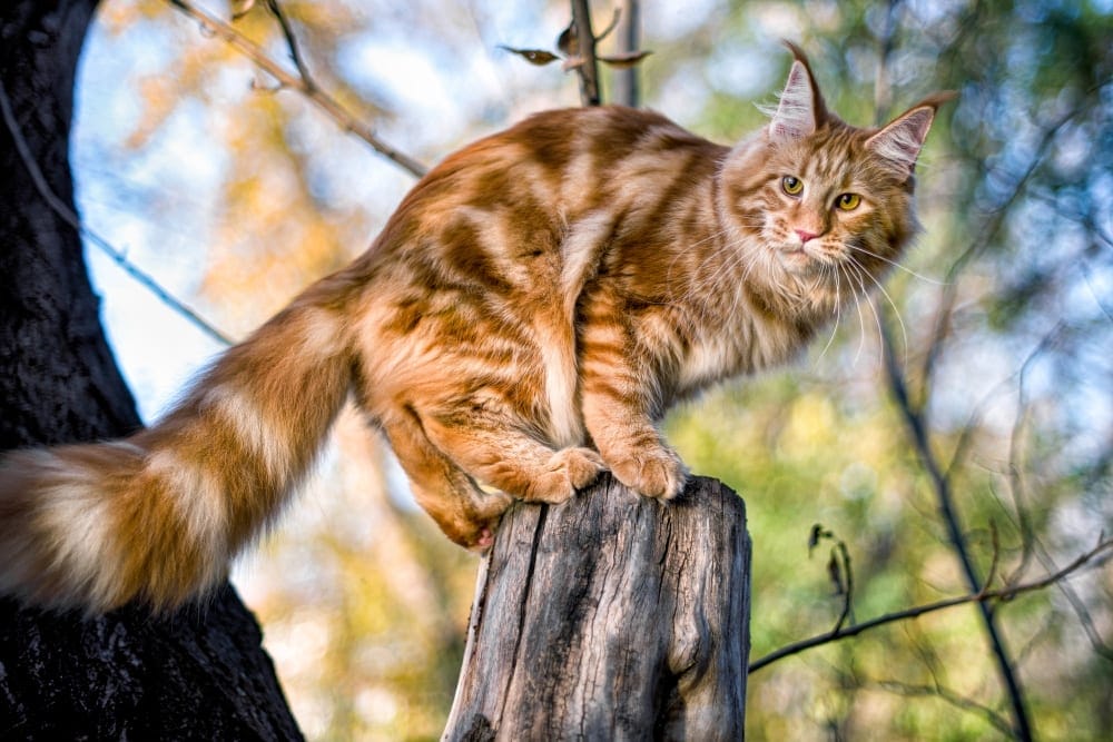 Maine Coon Katze Portrait