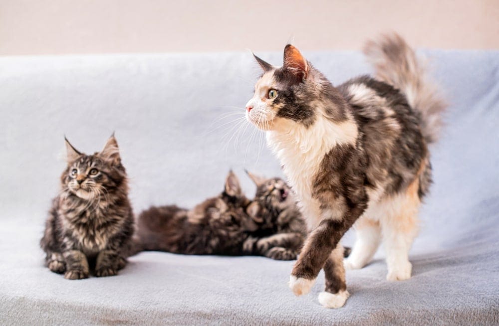 Maine Coon Katze kaufen