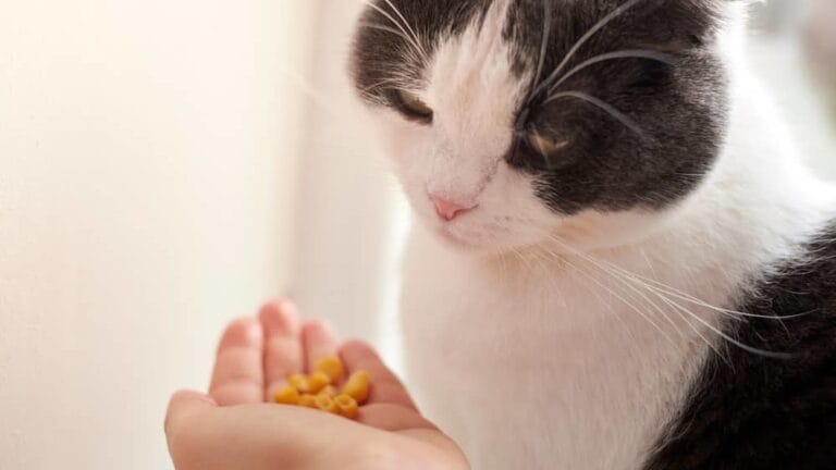 6 Gründe, warum Trockenfutter für Katzen ungesund ist - Mais In Katzenfutter EDiteD 768x432