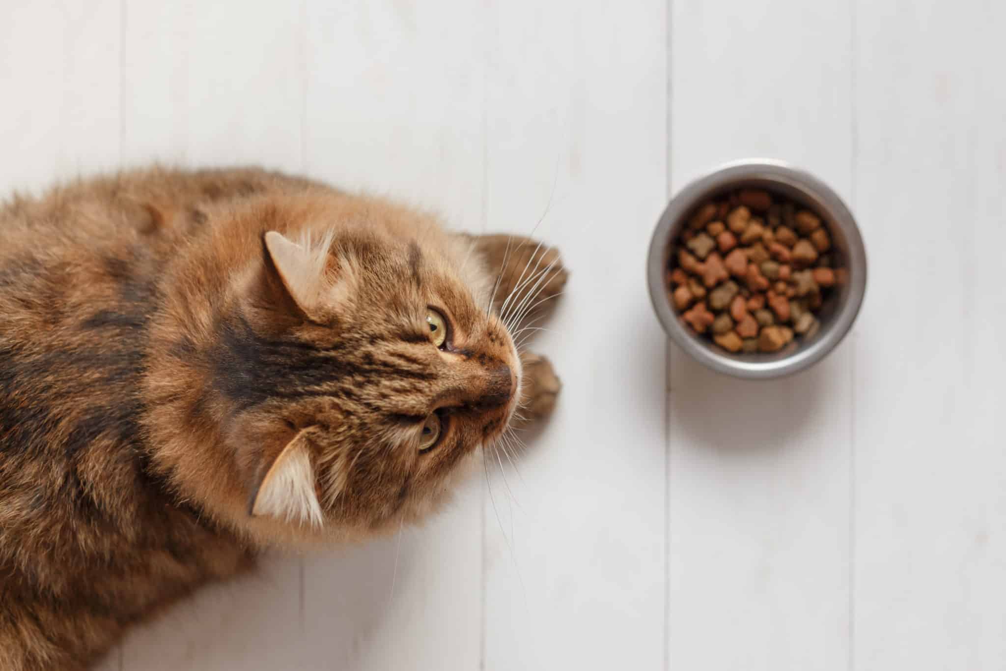 Katze Frisst Haare Vom Kopf