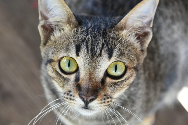 Meine Katze starrt mich an