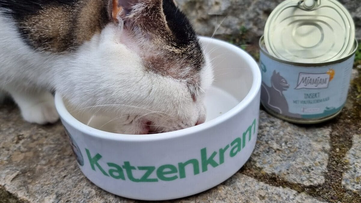 MjAMjAM KAtzen Nassfutter