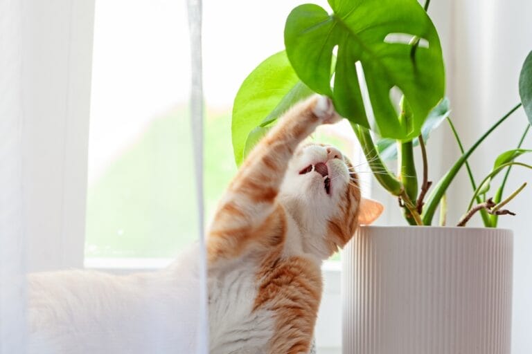 Monstera giftig für Katzen