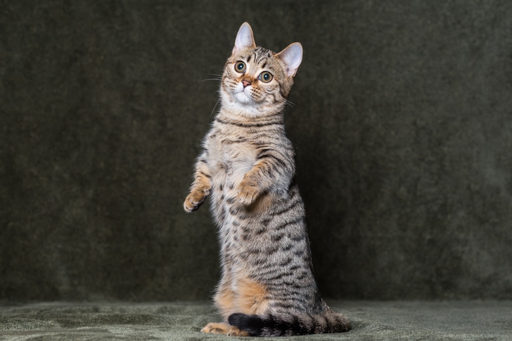 Munchkin Katze Besonderheiten