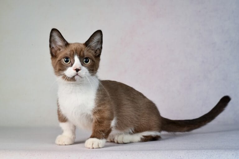 Kurzbeinigkeit ist bei dieser Rasse typischer Rassestandard