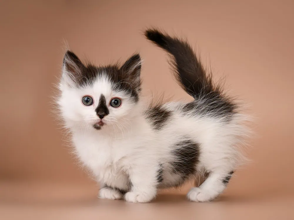 Munchkin Kitten kaufen