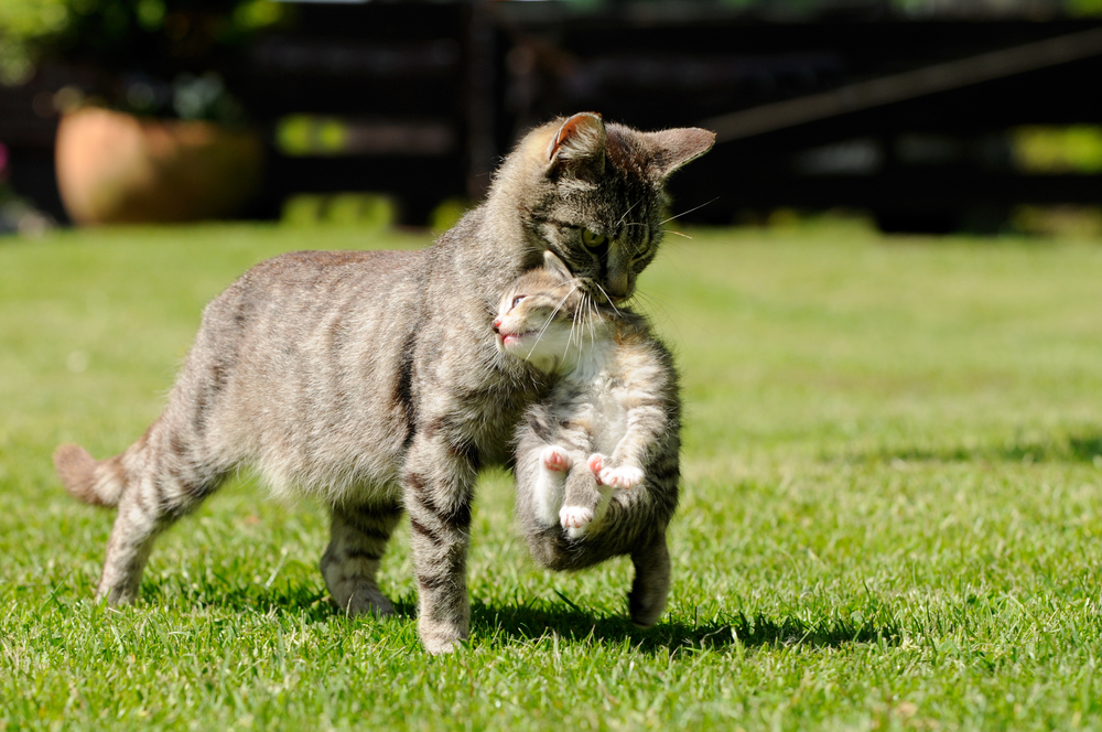 Nackengriff Katzen Mama