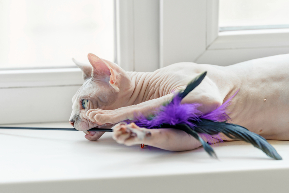 Nacktkatze Rassen