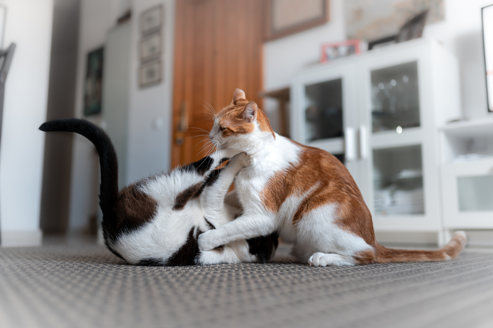 Neue Katze eingewöhnen