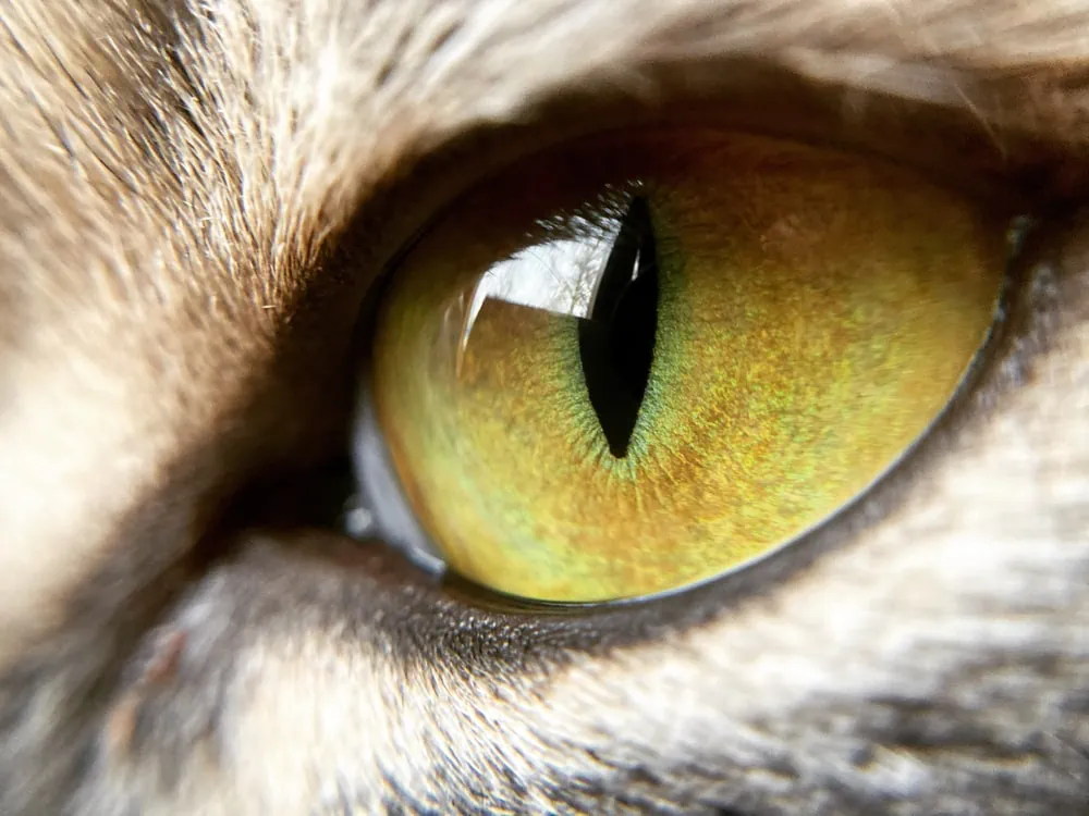 Die Nickhaut der Katze sitzt am inneren Augenrand