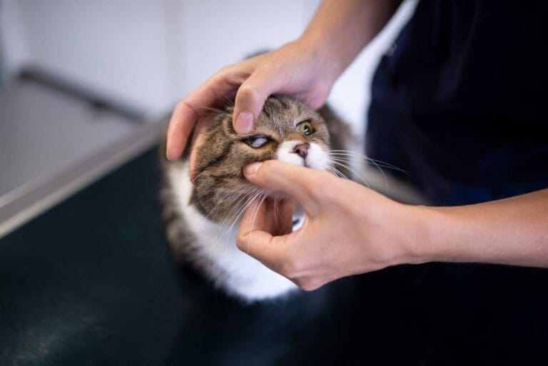 Nickhautvorfall Katze: Behandlung beim Tierarzt