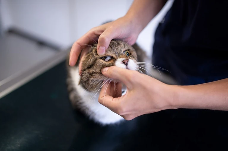 Nickhautvorfall Katze: Behandlung beim Tierarzt