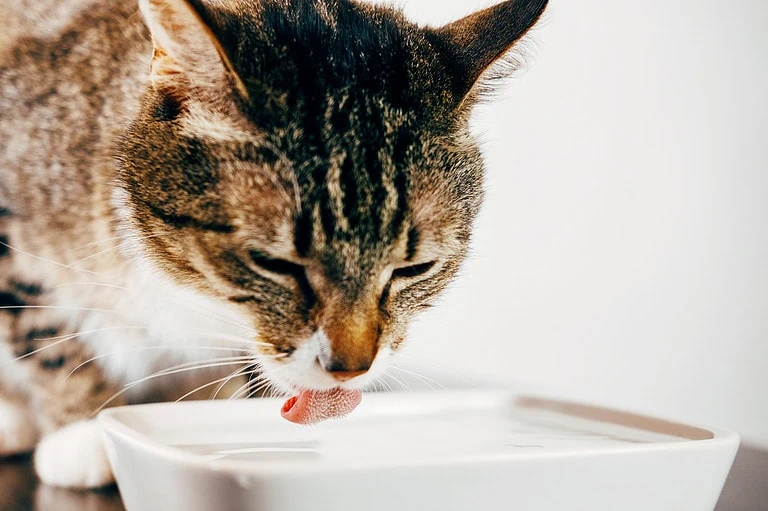 Niereninsuffizienz Katze - Erkrankungen der Niere
