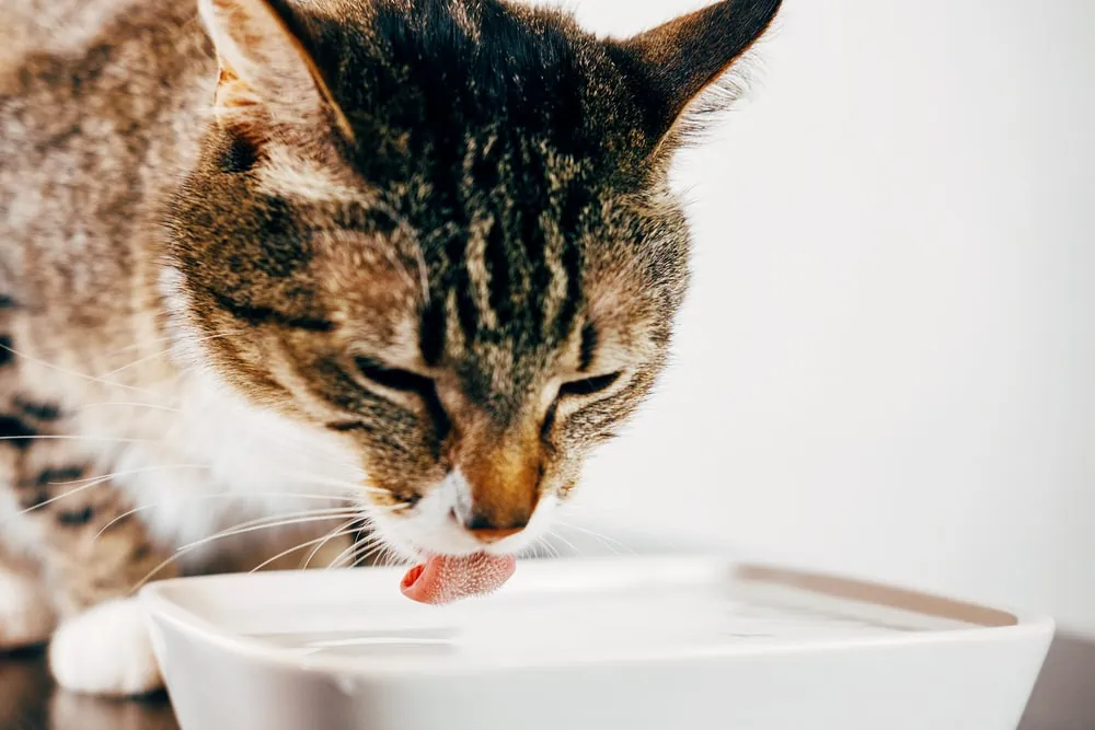 Niereninsuffizienz Katze - Erkrankungen der Niere