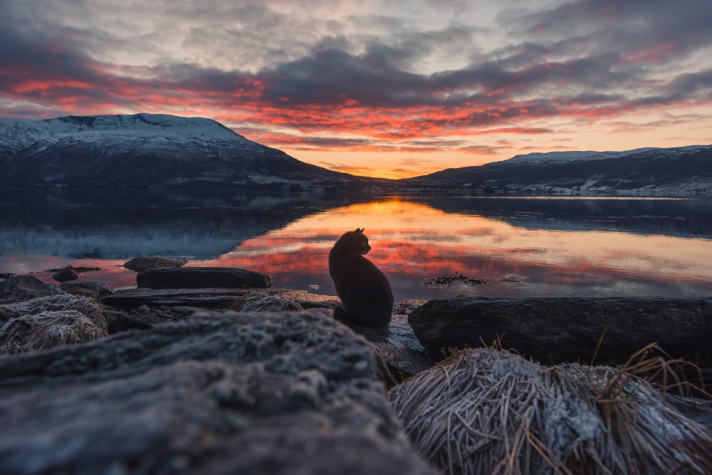 Nordische und schwedische Katzennamen