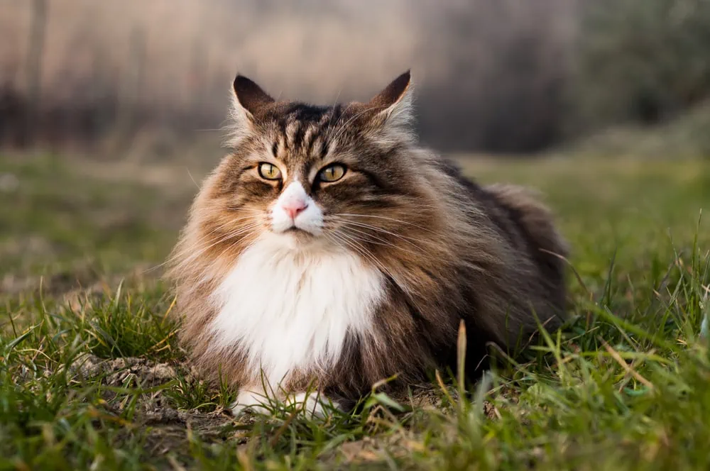 Nordischer Katzenname Favoriten