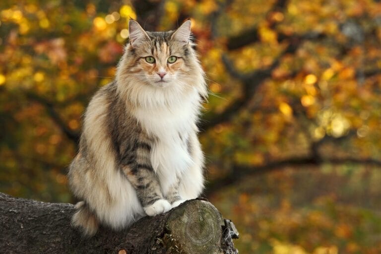 Norwegische Waldkatze Beschreibung