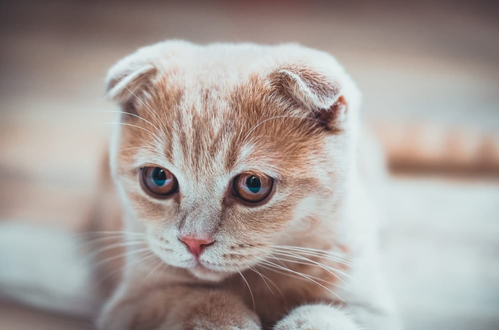 OCD bei Katzen - Scottish Fold Katze