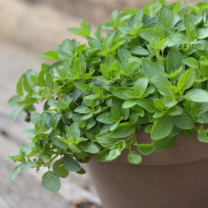 Oregano für Katzen