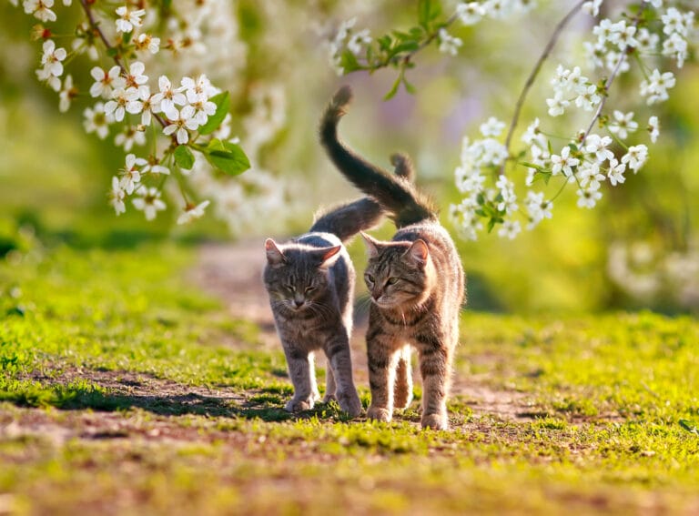 Paarungszeit Katzen