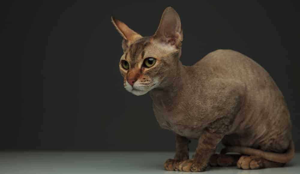 Was kostet eine Peterbald Katze?