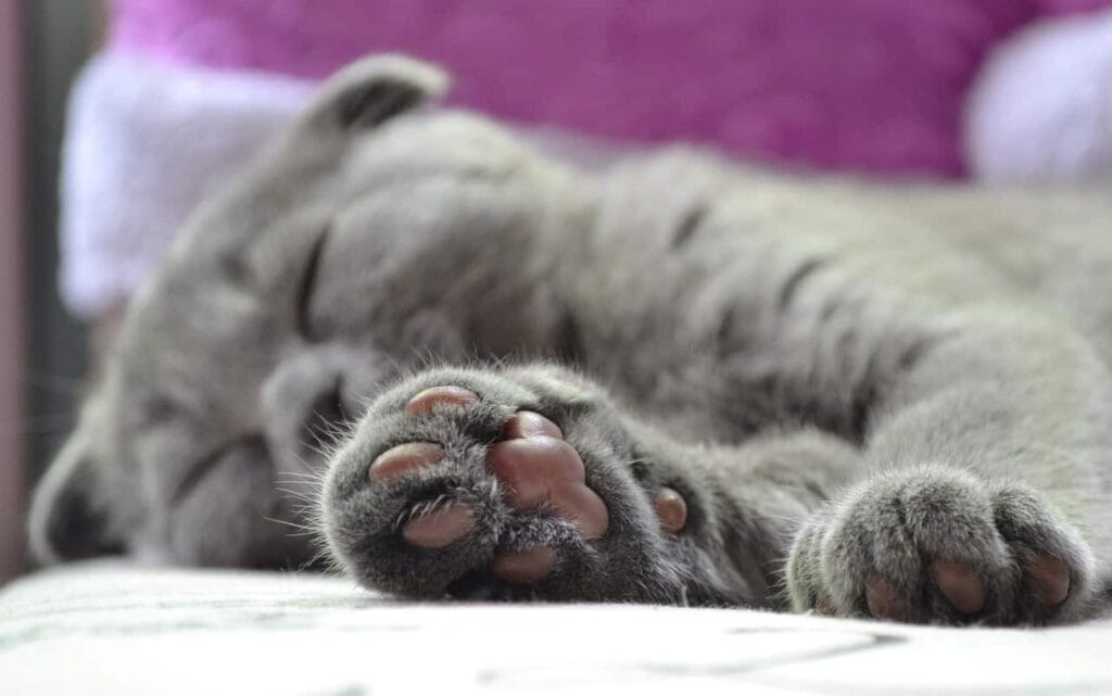 Pfotenpflege Katze im Winter