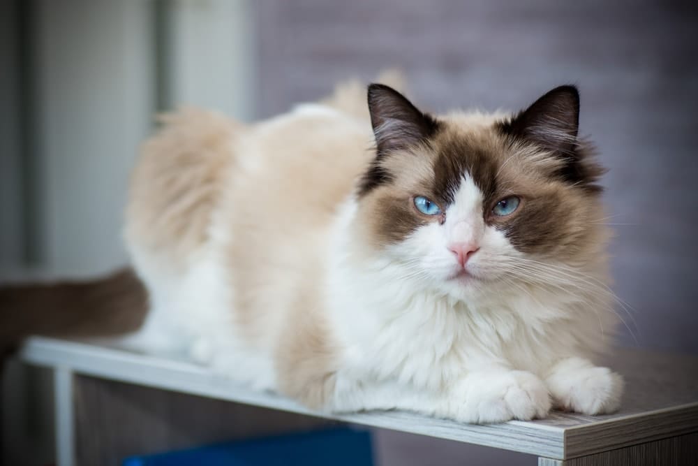 Ragdoll Eine Katze mit ganz besonderem Wesen • katzenkram