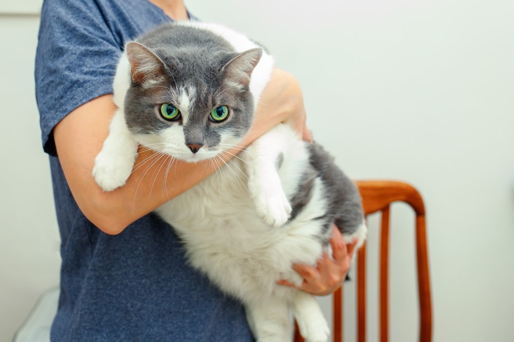 Richtige Futtermenge bei Katzen - Übergewicht
