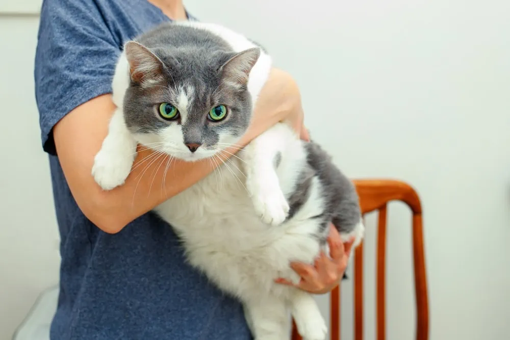 Richtige Futtermenge bei Katzen - Übergewicht