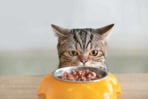 Rohasche Katzenfutter