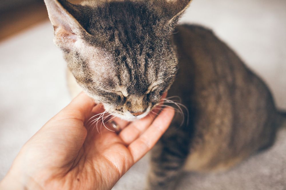 Rollige Katze beruhigen Hausmittel und Tipps für gestresste