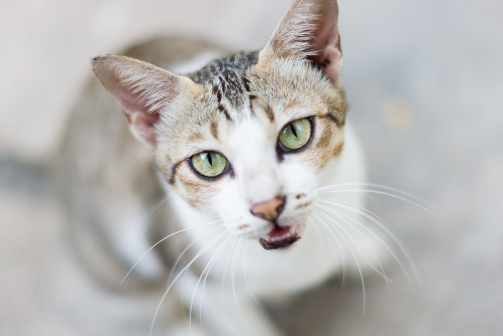 Rolling Skin Syndrom Katze