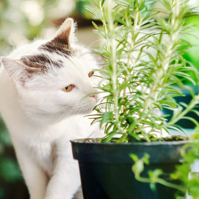Rosmarin für Katzen