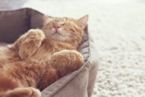 Rote Katzen