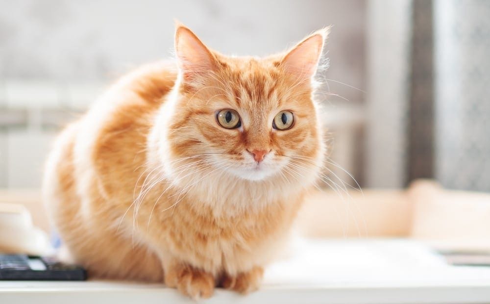 Rote Katzen Augenfarbe