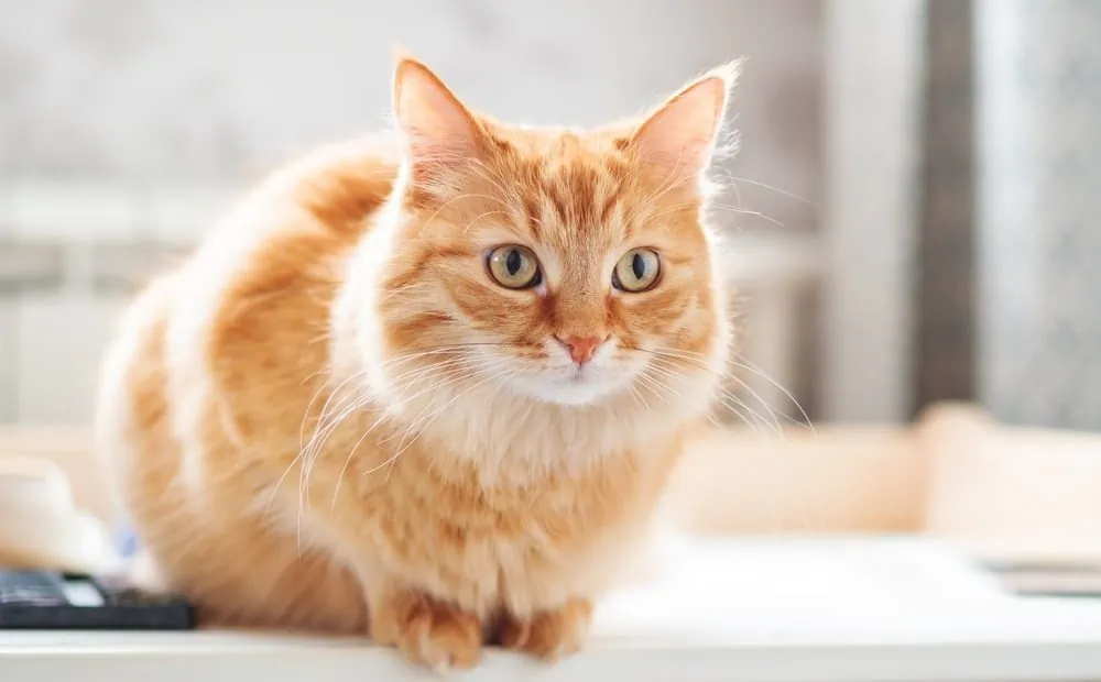 Rote Katzen Augenfarbe