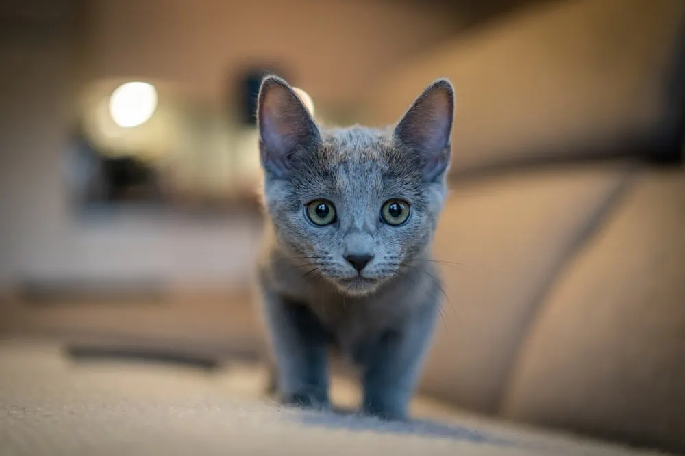 Russisch Blau Katze kaufen